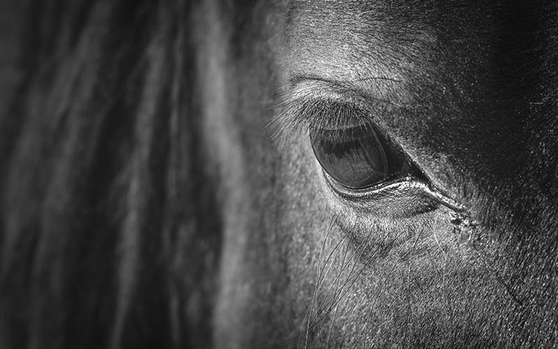 ayudas actividad equestre